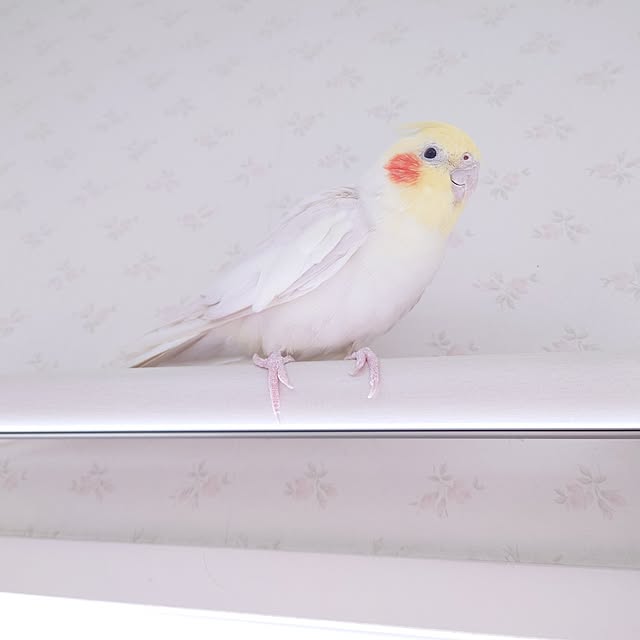 fleur-mamanさんの部屋