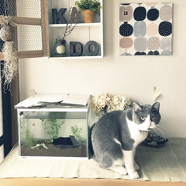 hacchiさんの実例写真
