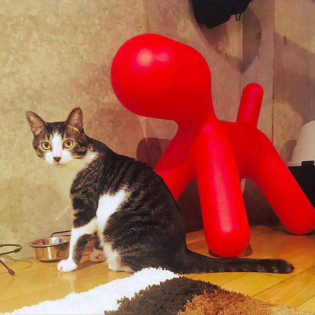 maruhakuchiさんの実例写真