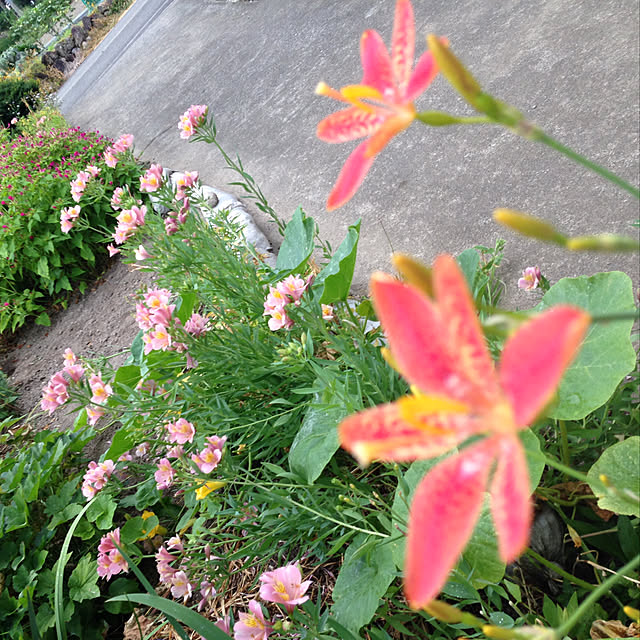 aoinokimiさんの実例写真