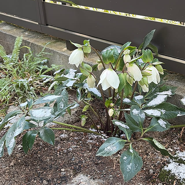 mozukuさんの実例写真