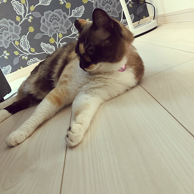 aya_1121さんの実例写真