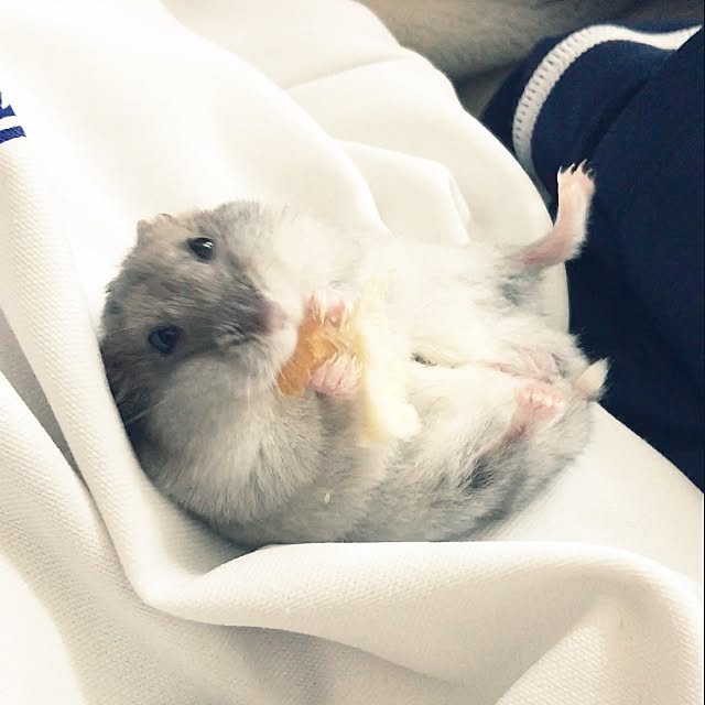 akko-rinさんの実例写真