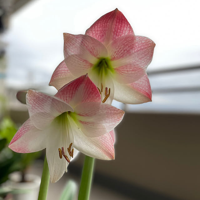 atelier_canonさんの実例写真