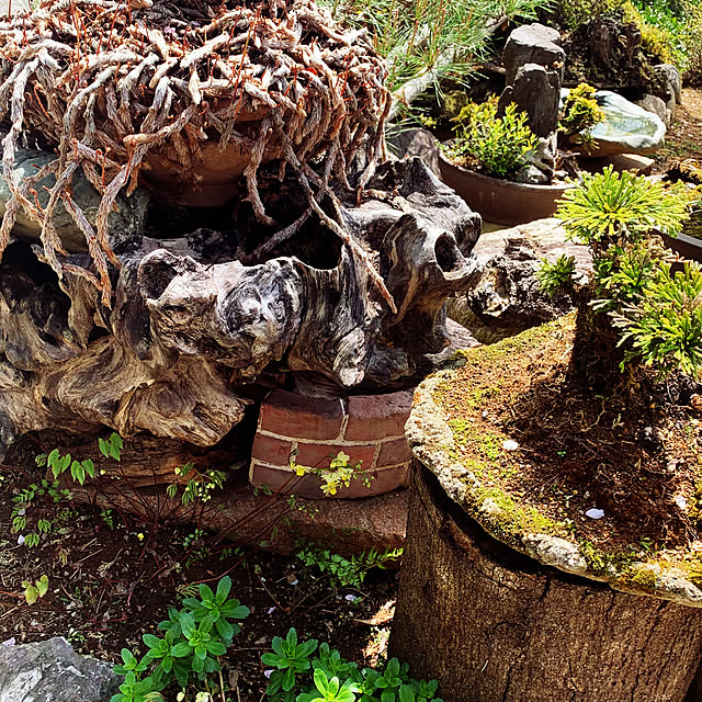 玄関/入り口/植木鉢/植木のインテリア実例 - 2025-04-16 00:02:08