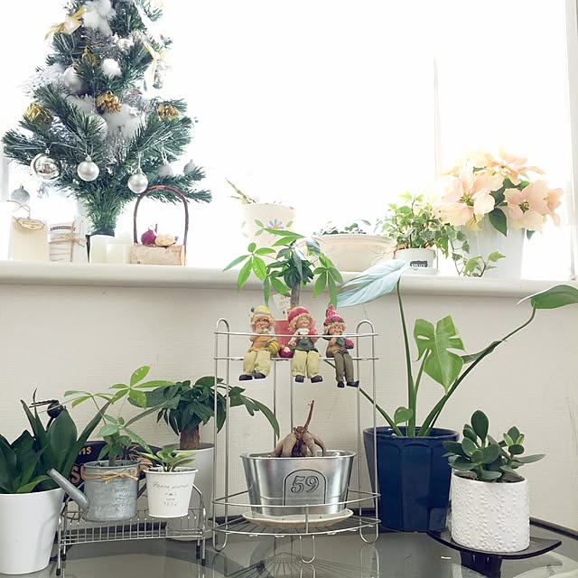 リビング/クリスマスディスプレイ/みどりが好き/みどりのある暮らし/賃貸でも楽しく♪...などのインテリア実例 - 2016-12-08 14:28:06