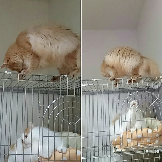 1ldksさんの実例写真