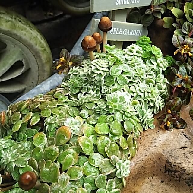 INDOORさんの実例写真
