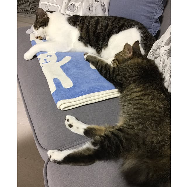 yuchiさんの実例写真