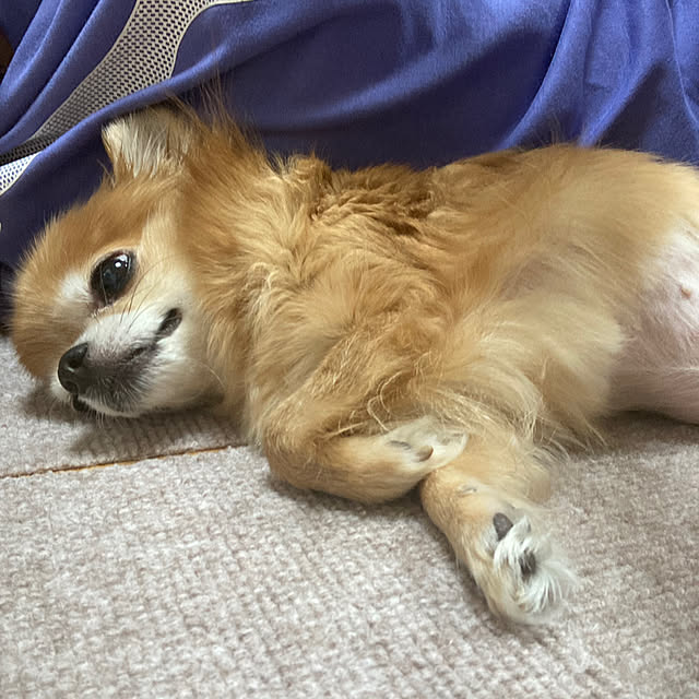 koroさんの部屋