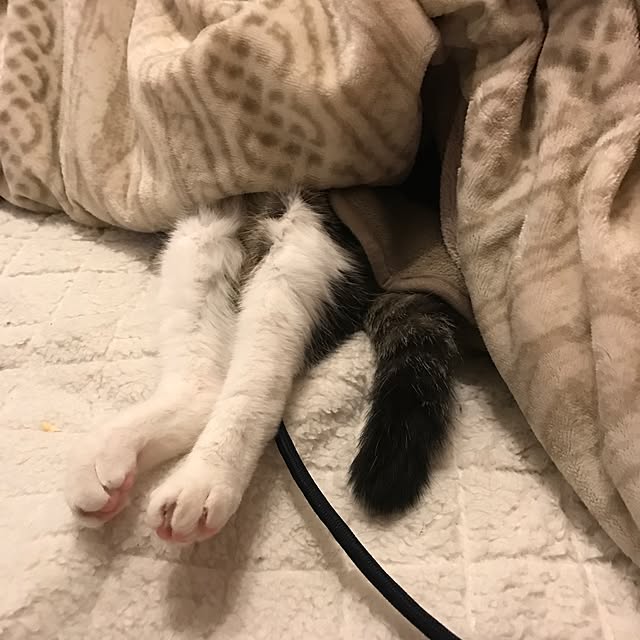 miruさんの実例写真