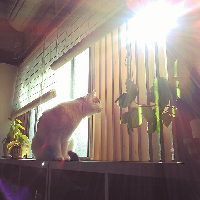 amelliaさんの実例写真
