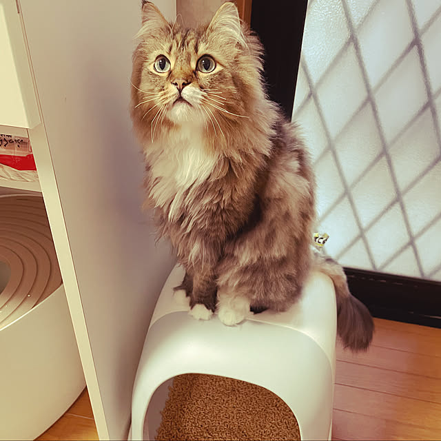 CATさんの実例写真