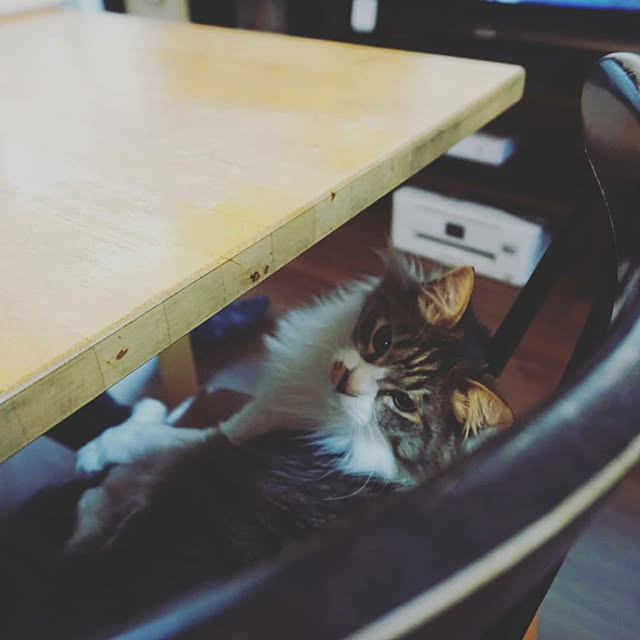 onigiripuripuriさんの実例写真
