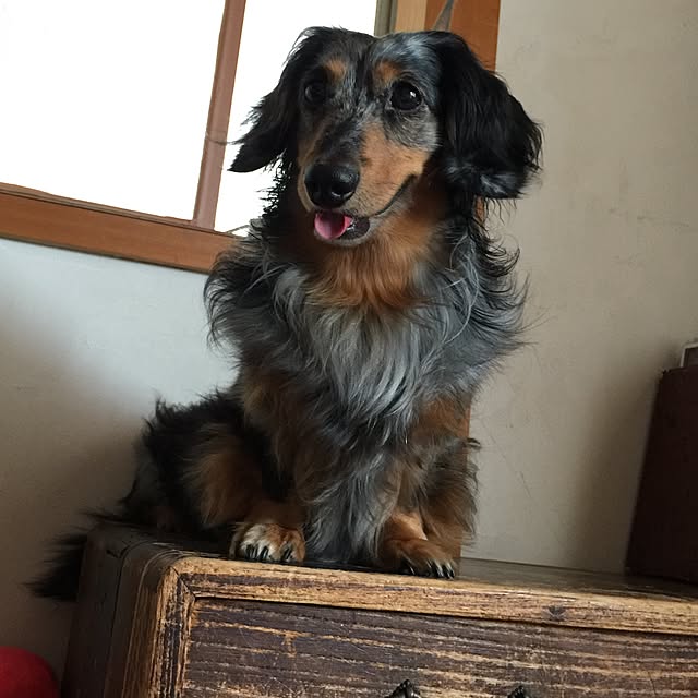 nonpiiiさんの実例写真
