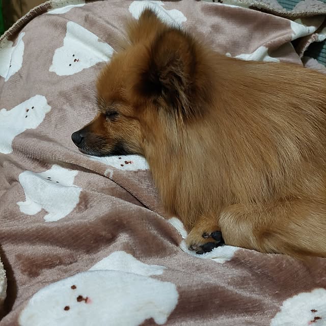 momoさんの実例写真
