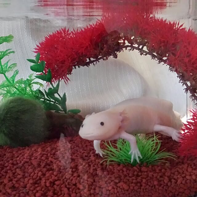 nozomiさんの実例写真