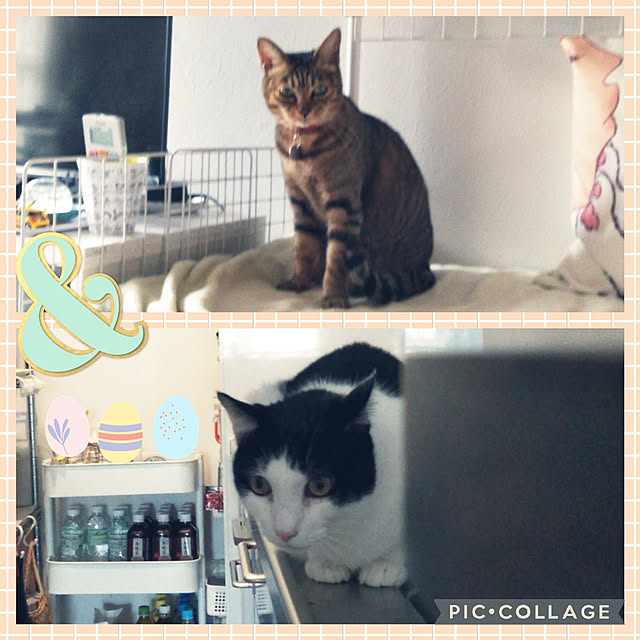 futukoさんの実例写真