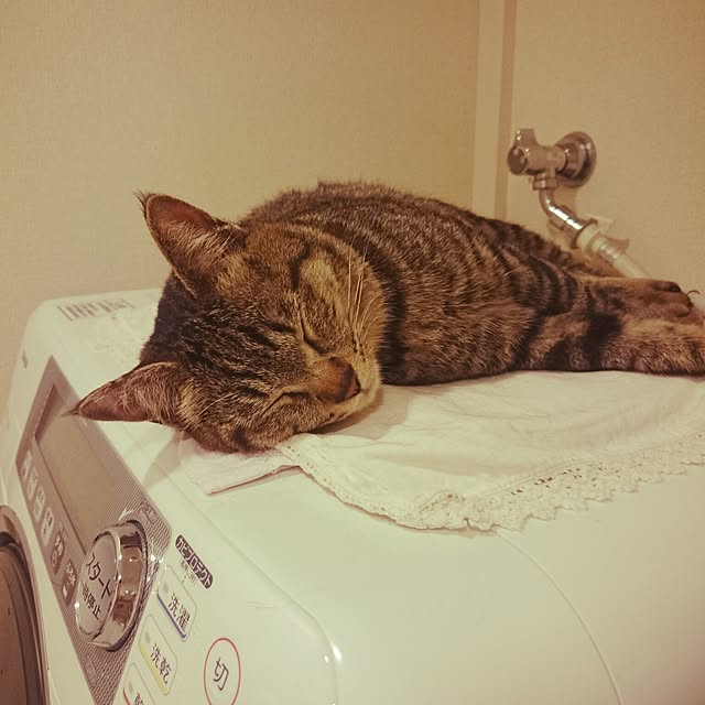 mono_plantさんの実例写真