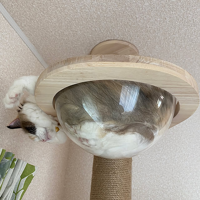 belliesさんの部屋