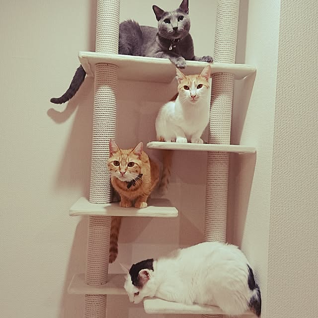 koalapinkさんの実例写真