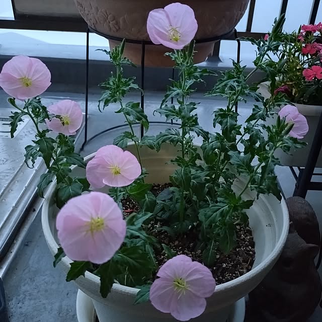 NOAHさんの部屋