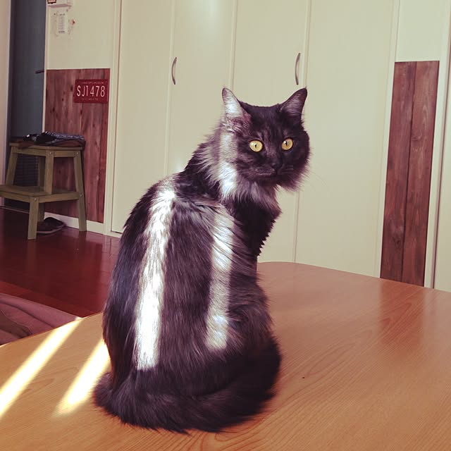 p_koさんの実例写真