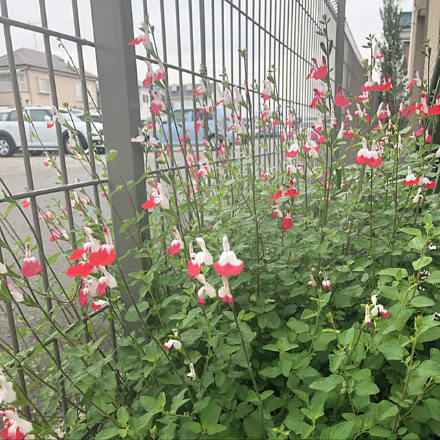 nakabaさんの実例写真