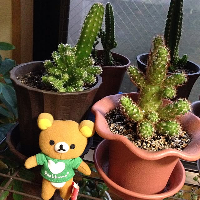 emiさんの実例写真