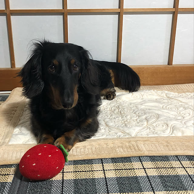 anpanさんの実例写真