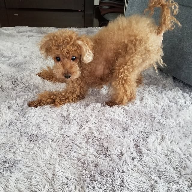 midoriさんの実例写真
