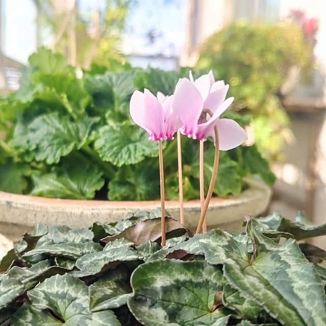 YuriYuriさんの実例写真