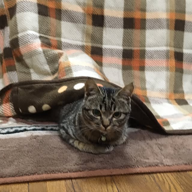 fukuzo_さんの実例写真