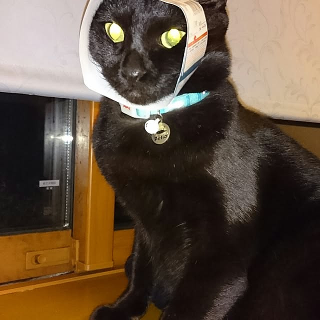 udonさんの実例写真