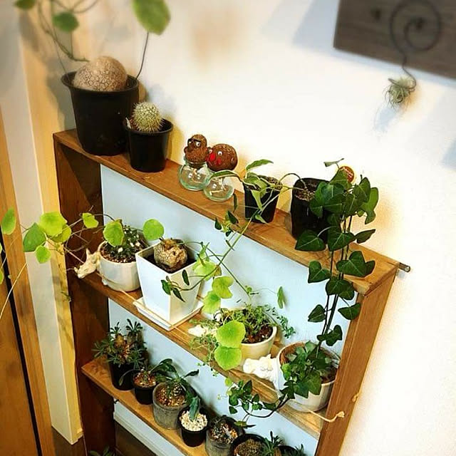 玄関/入り口/観葉植物/多肉植物/DIY/ナチュラルのインテリア実例 - 2021-09-14 18:51:20
