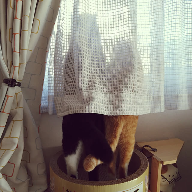 koromaroさんの実例写真