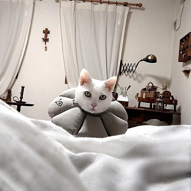Ohigeさんの実例写真