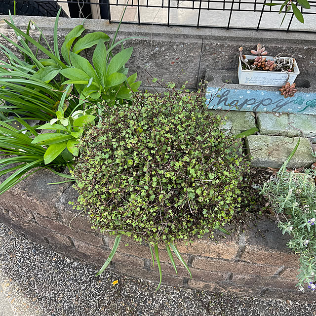 kikiさんの実例写真