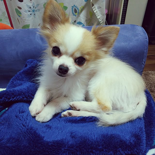 porinさんの実例写真