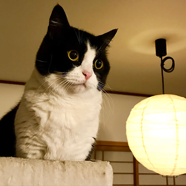 butachanさんの実例写真