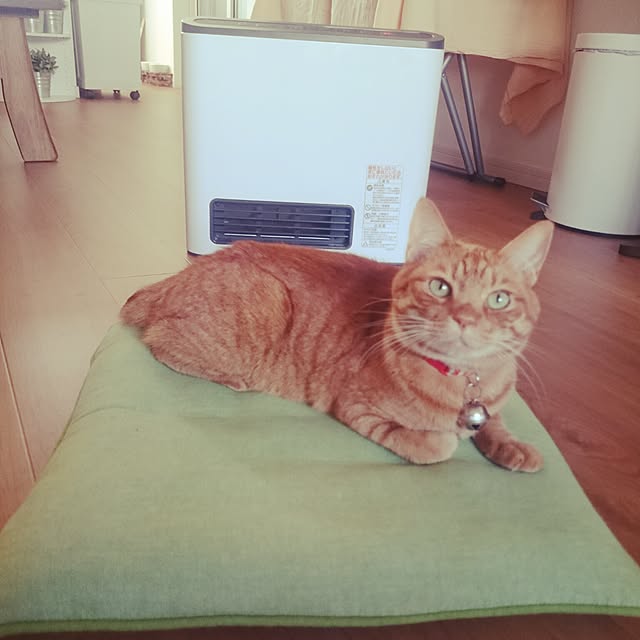 Yukariさんの実例写真