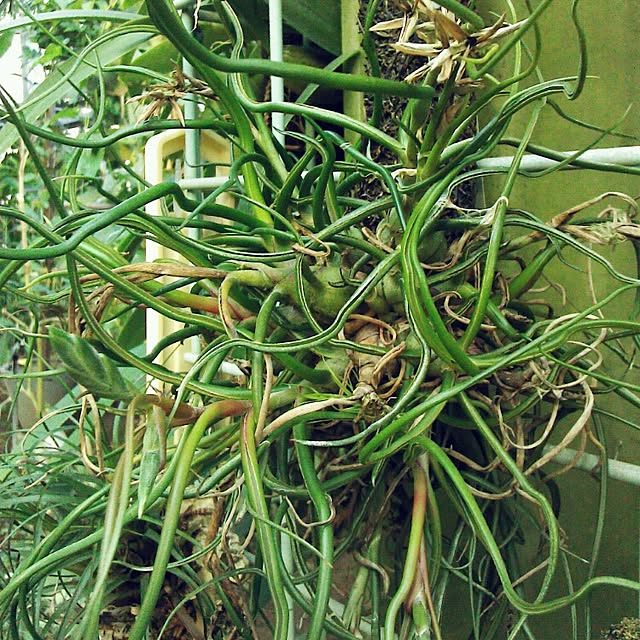 Plantexhibitionhallさんの実例写真