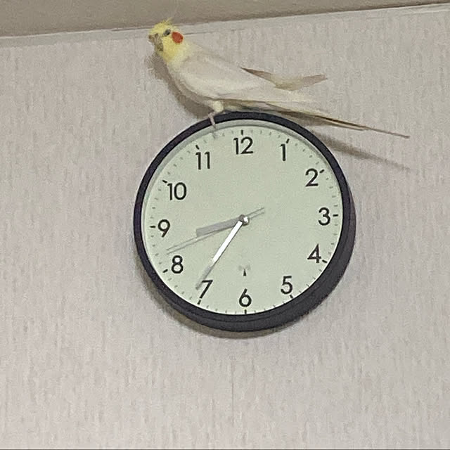 toratanさんの実例写真