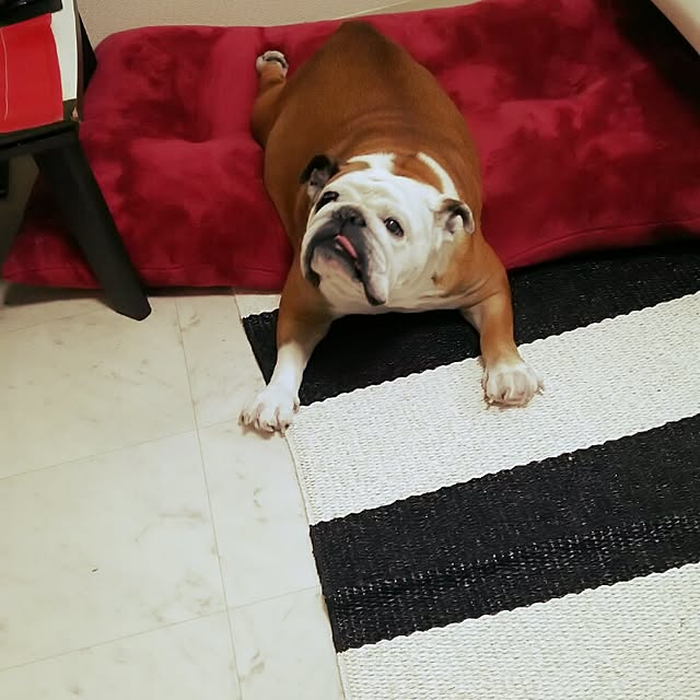 panchobiさんの実例写真