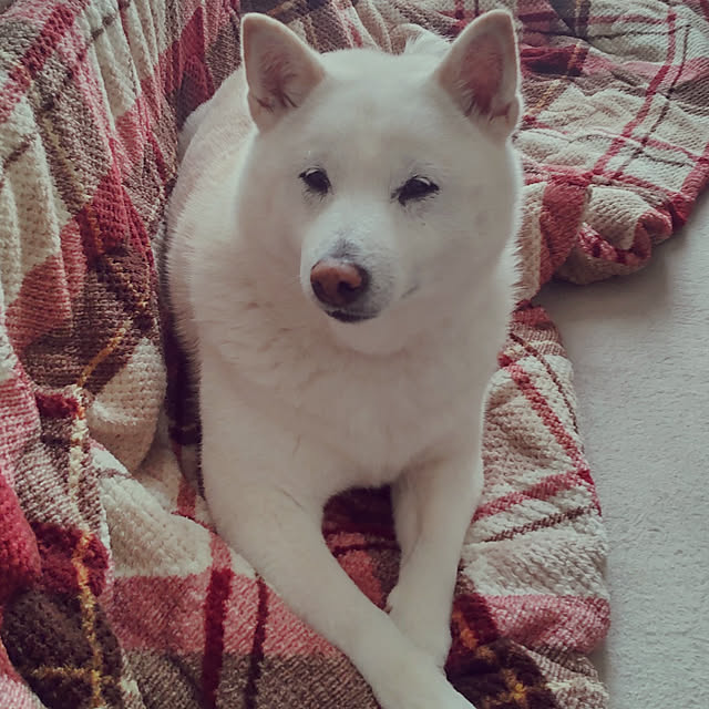 yukinkoさんの実例写真