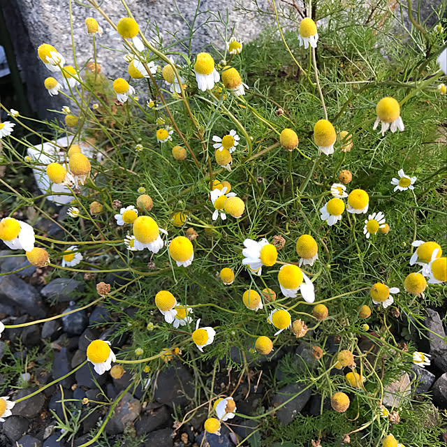 sakurasakuさんの実例写真