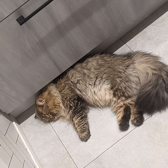 pongureさんの実例写真