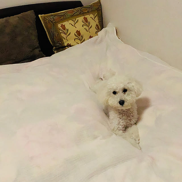 remonさんの実例写真