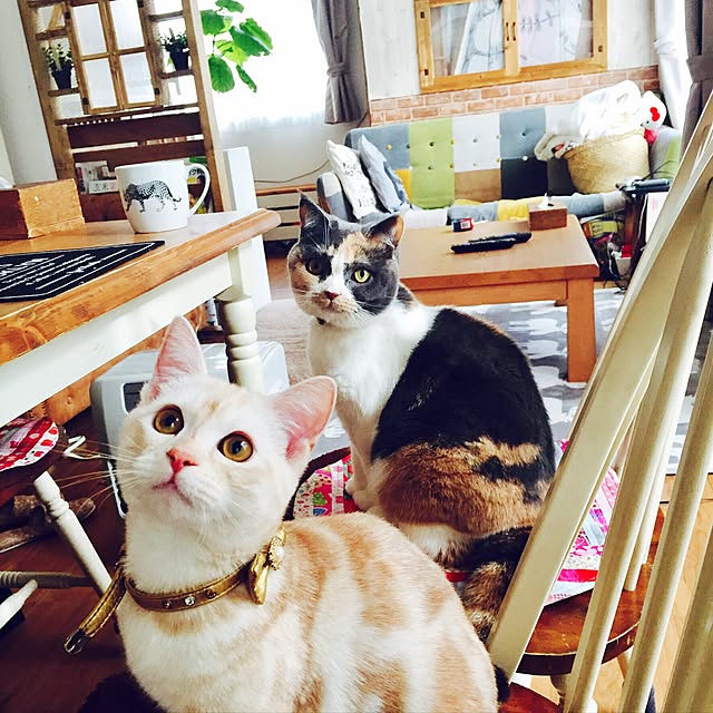 bambi_eyeさんの実例写真