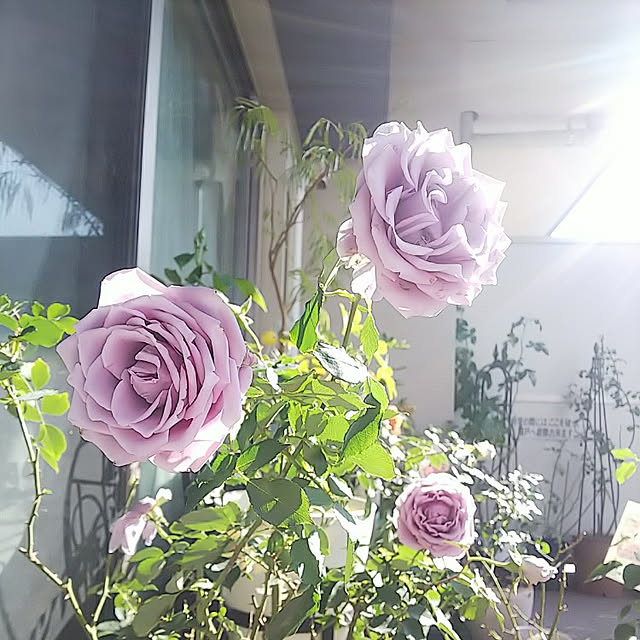 hiromimiさんの実例写真